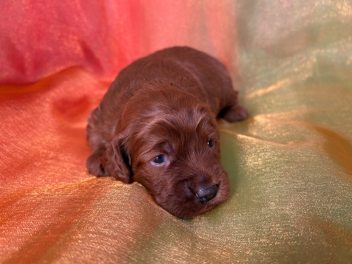 F1 Female Cockapoo Puppy for Sale DOB 9-15-2025, $950